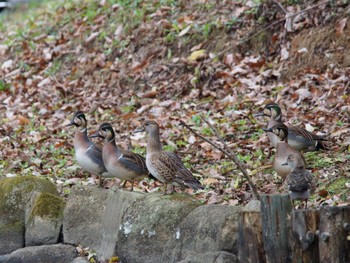 トモエガモ 座間谷戸山公園 2020年12月9日(水)