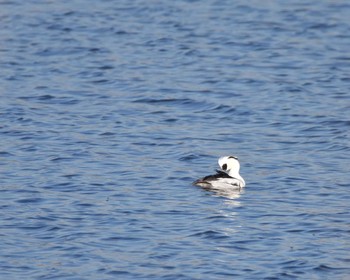 Smew 多々良沼公園 Sun, 1/10/2016