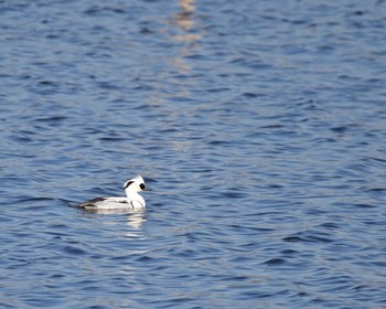 Smew 多々良沼公園 Sun, 1/10/2016