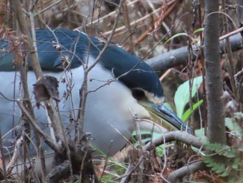 2020年12月10日(木) 井の頭恩賜公園の野鳥観察記録