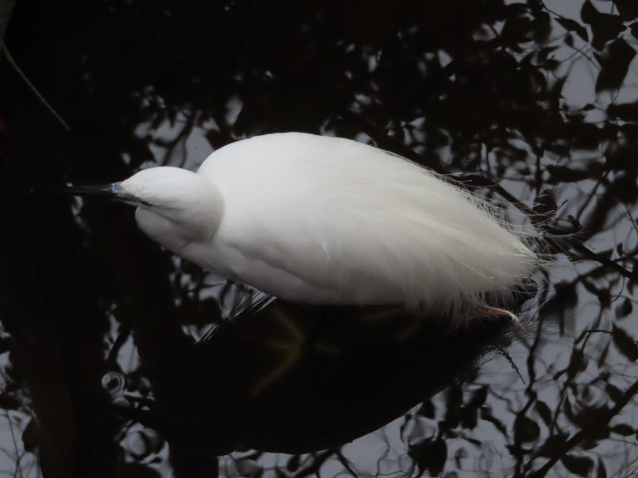 井の頭恩賜公園 コサギの写真