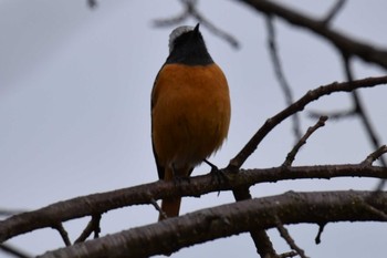 2020年12月10日(木) 明石公園の野鳥観察記録