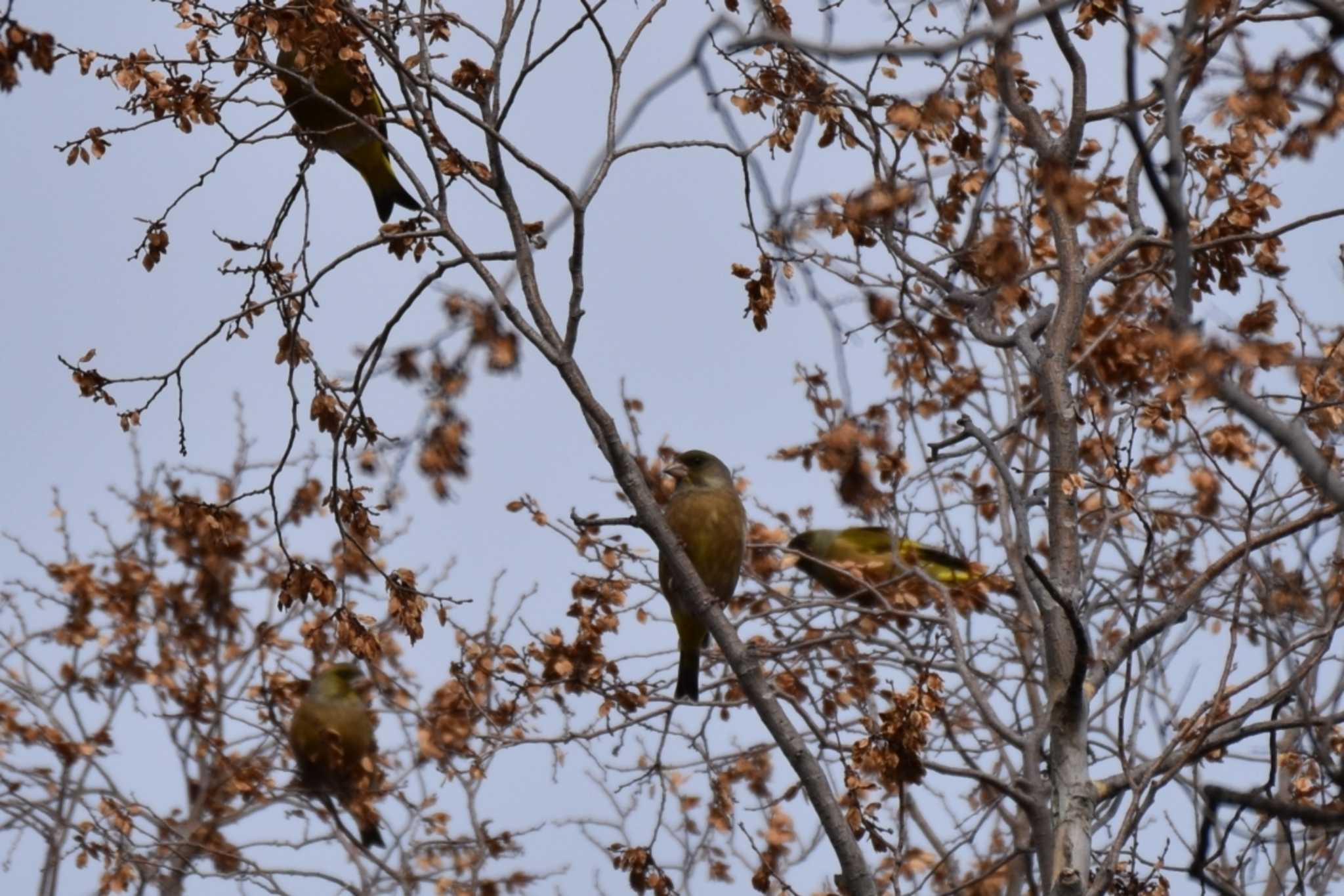 明石公園 カワラヒワの写真