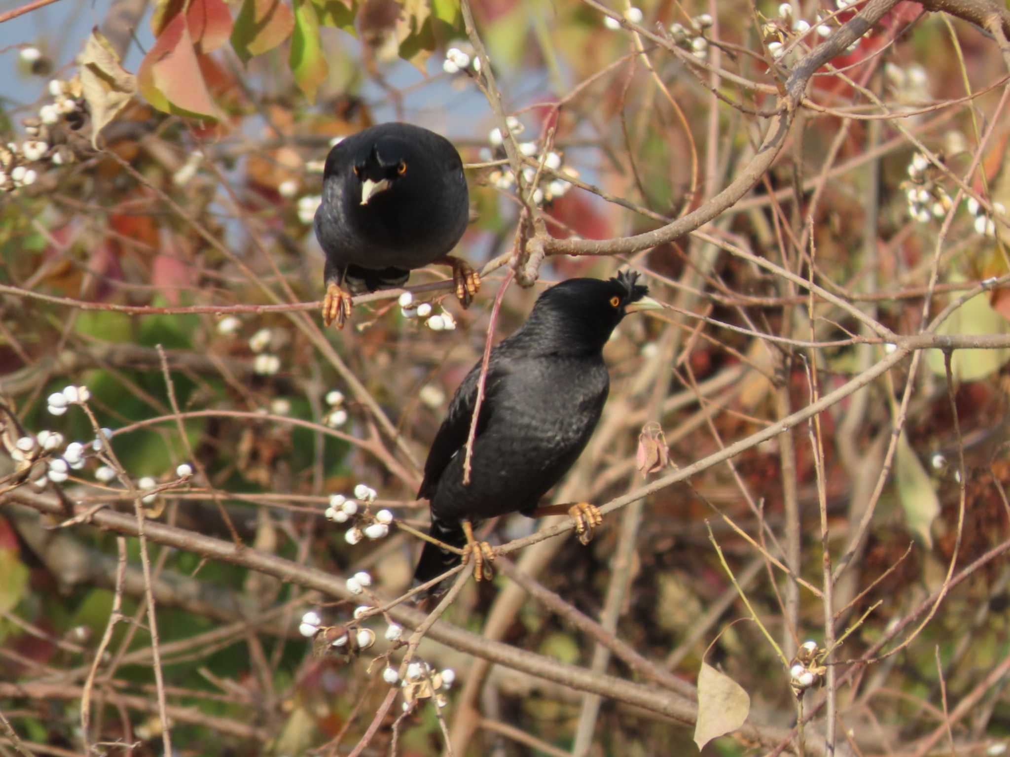 岡山百間川 ハッカチョウの写真