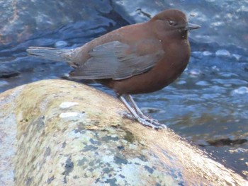 カワガラス 岡山奥津渓 撮影日未設定