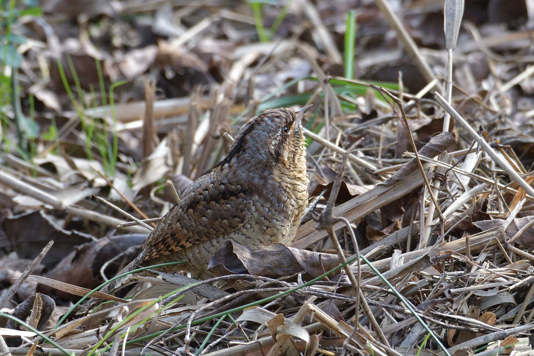 舞岡公園 アリスイの写真 by Tosh@Bird