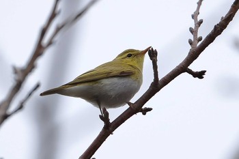 モリムシクイ 場所が不明 2016年10月30日(日)