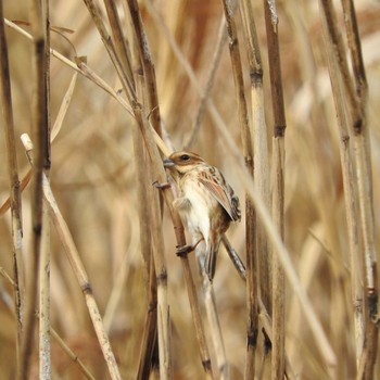 Common Reed Bunting 市川市 Fri, 12/11/2020