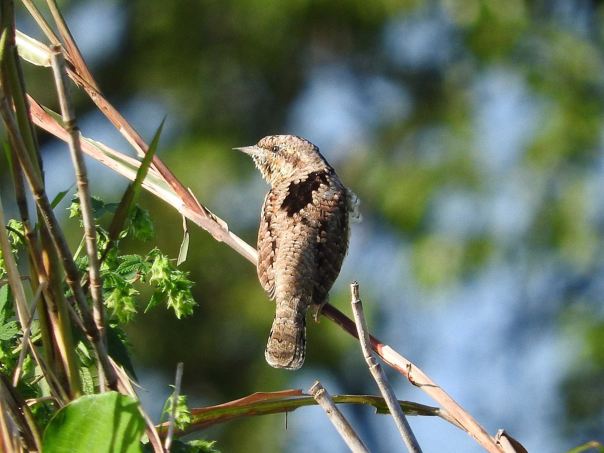 珍風貌の小鳥