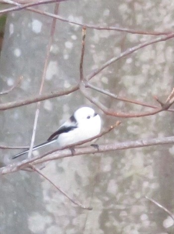 2020年12月11日(金) 真駒内公園の野鳥観察記録