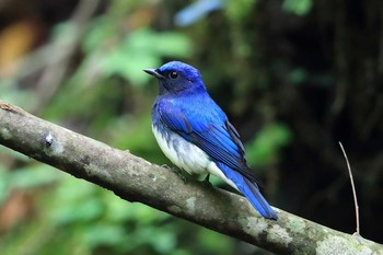 Blue-and-white Flycatcher Unknown Spots Sat, 9/17/2016