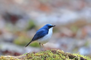 Siberian Blue Robin Unknown Spots Sun, 5/1/2016