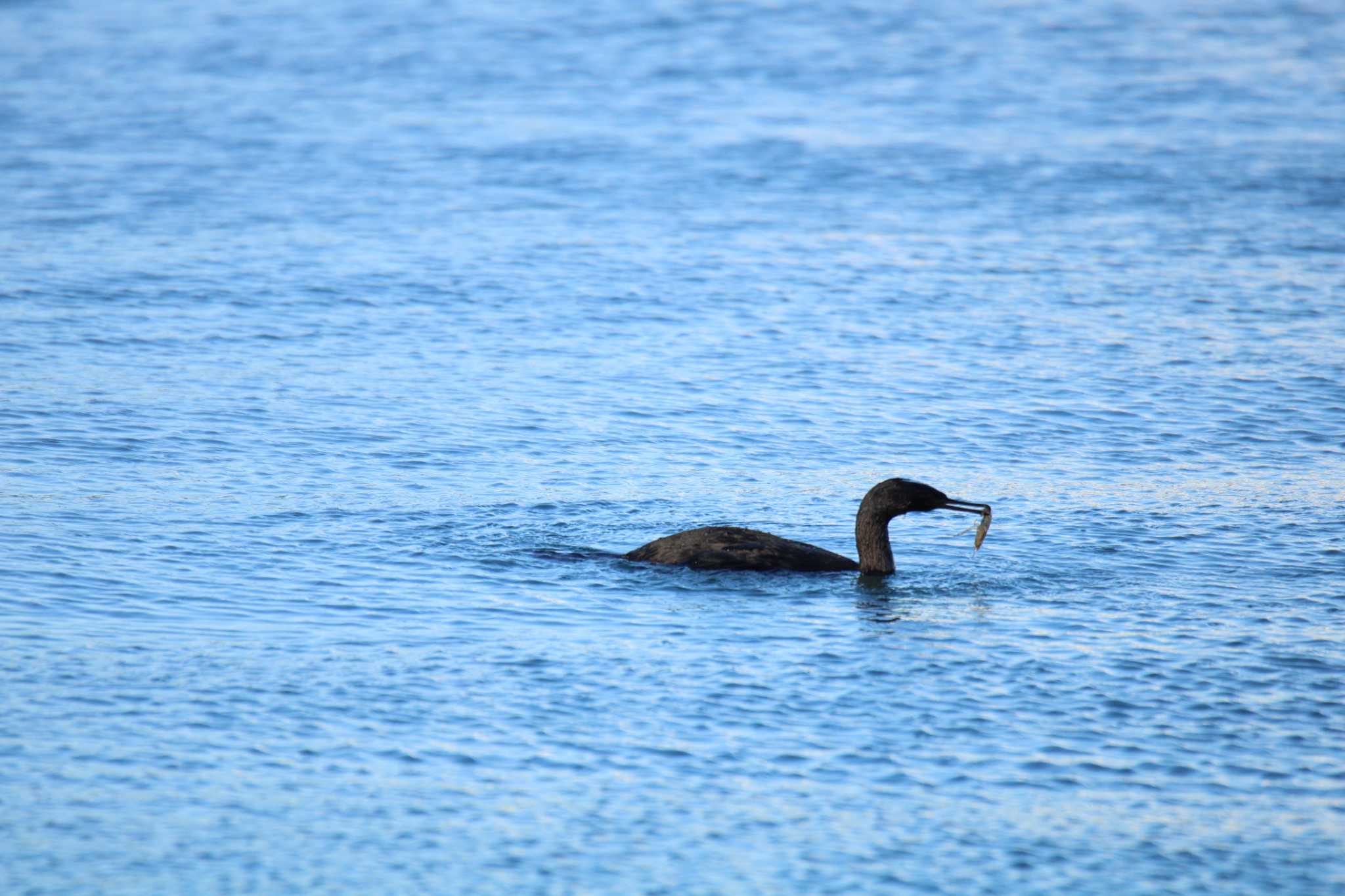 Pelagic Cormorant