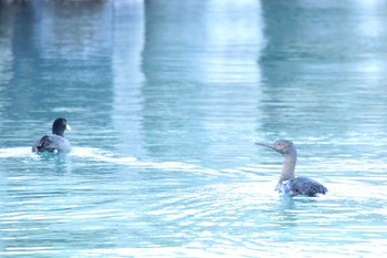 Pelagic Cormorant 十勝港 Sat, 12/5/2020