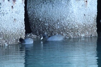 Eurasian Coot 十勝港 Sat, 12/5/2020