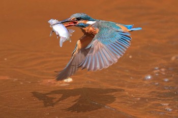 Common Kingfisher Unknown Spots Mon, 7/18/2016