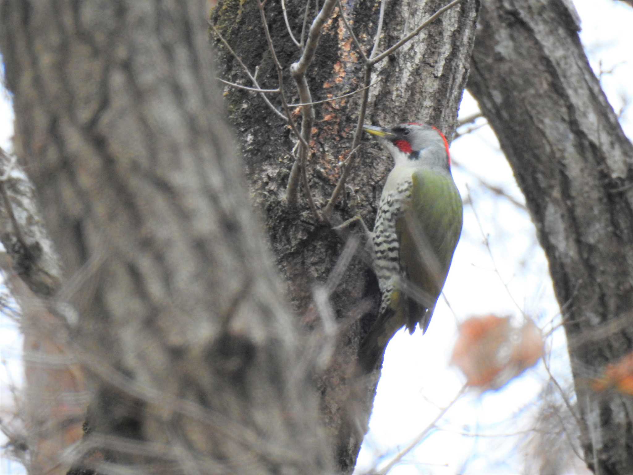 Japanese Green Woodpecker