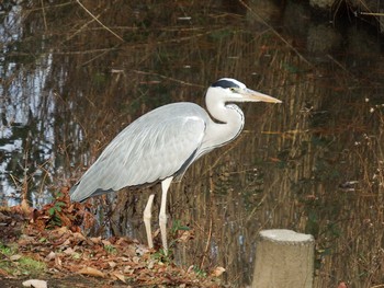 アオサギ 水元公園 2020年12月11日(金)