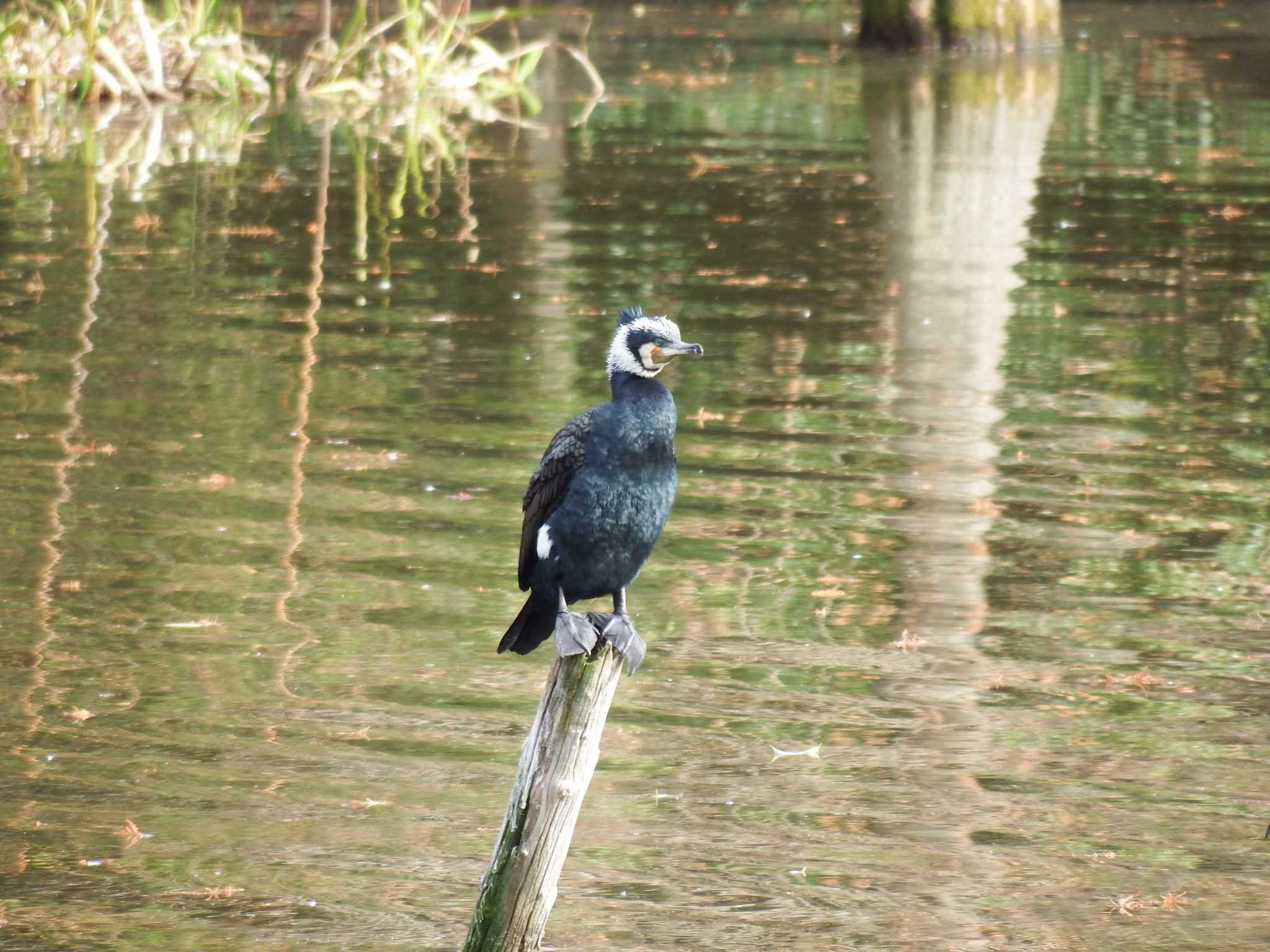 水元公園 カワウの写真