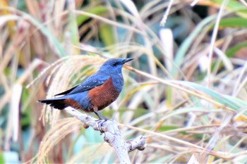 Blue Rock Thrush 伊豆諸島北部 Thu, 12/10/2020