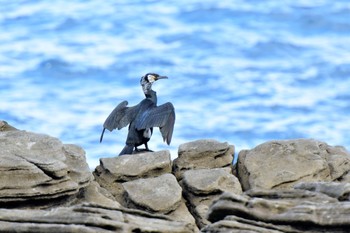 Japanese Cormorant 伊豆諸島北部 Thu, 12/10/2020