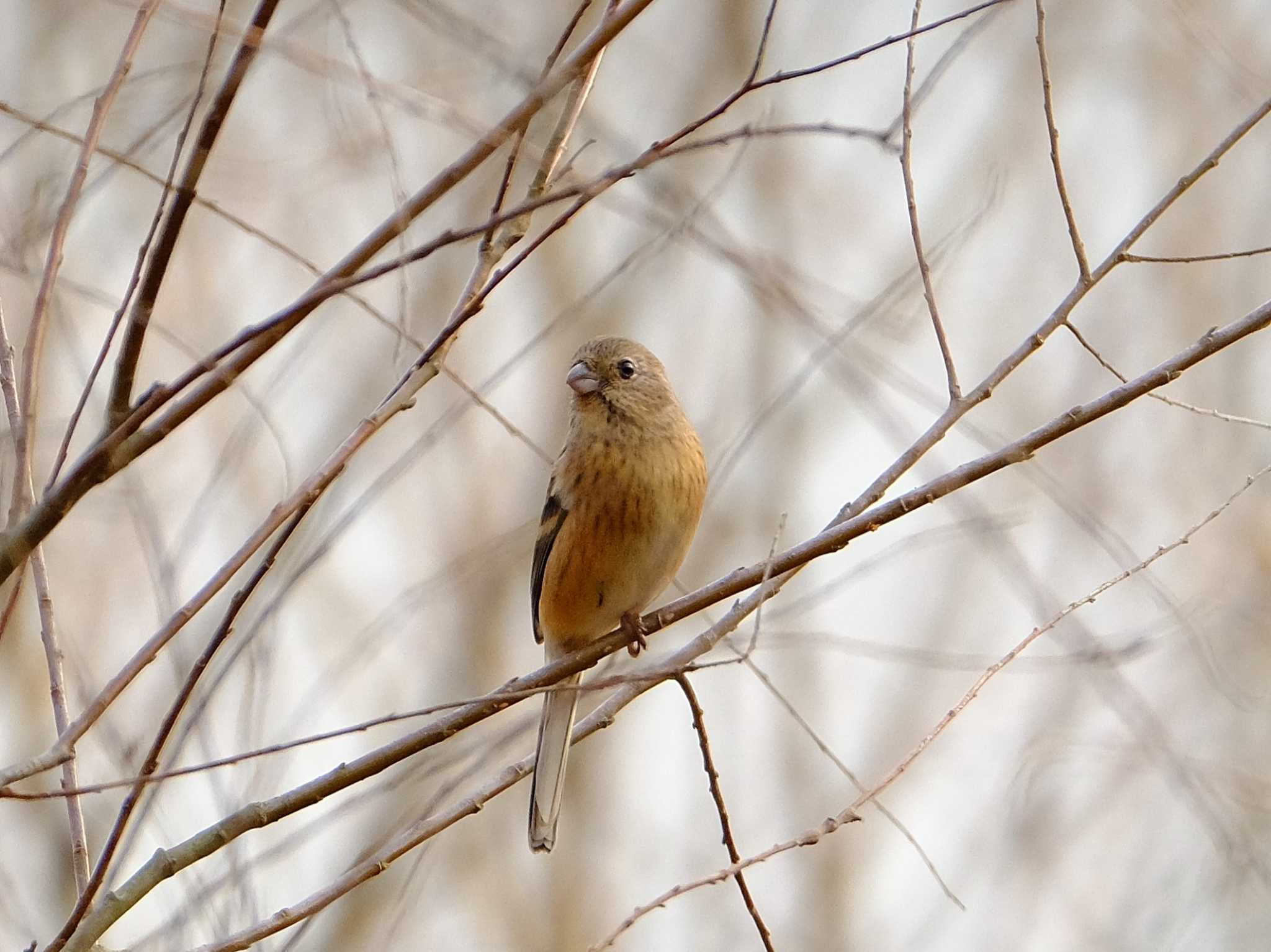 昭和記念公園 ベニマシコの写真