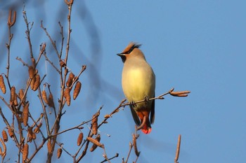 Fri, 12/11/2020 Birding report at 北海道 函館市 東山