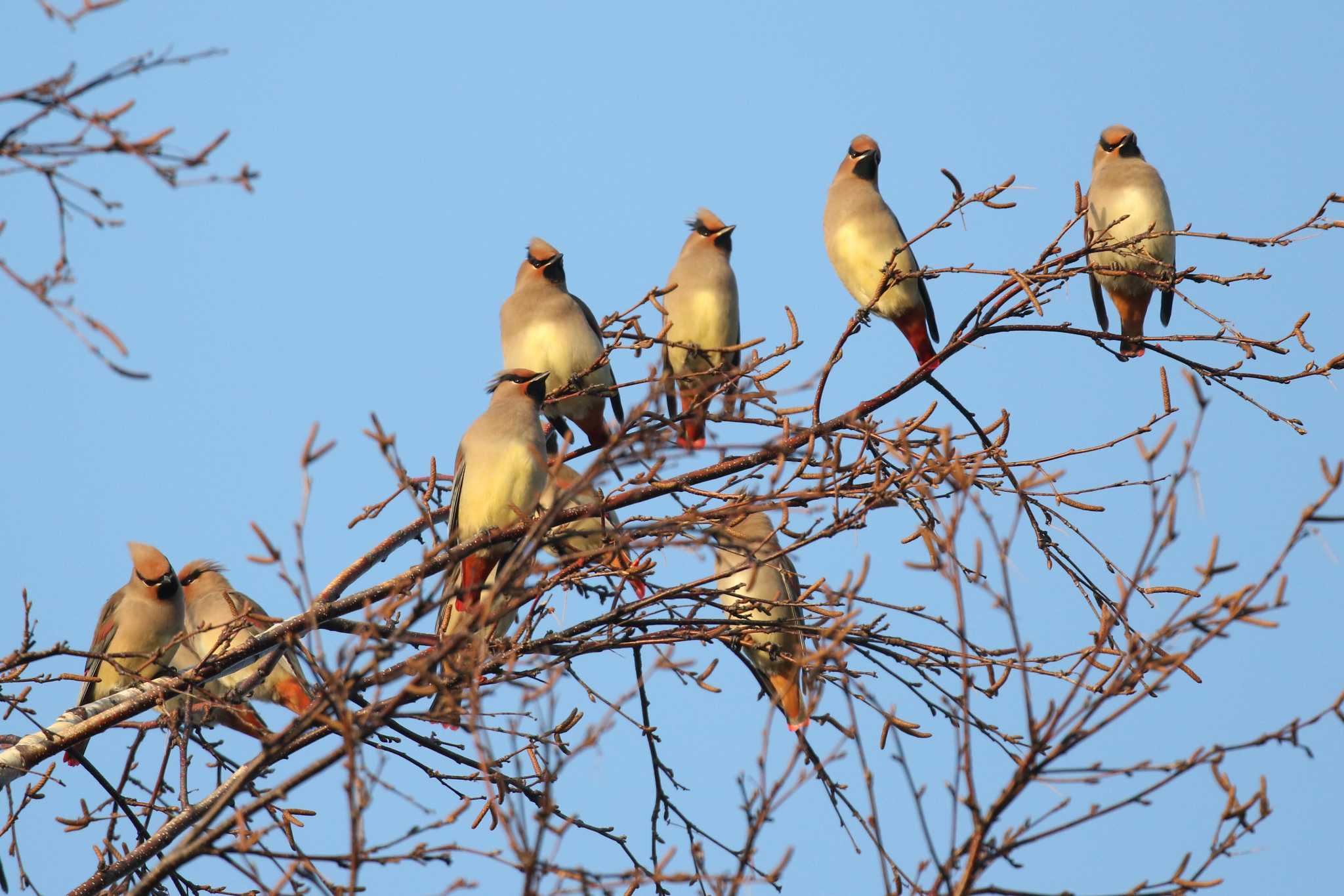 Japanese Waxwing