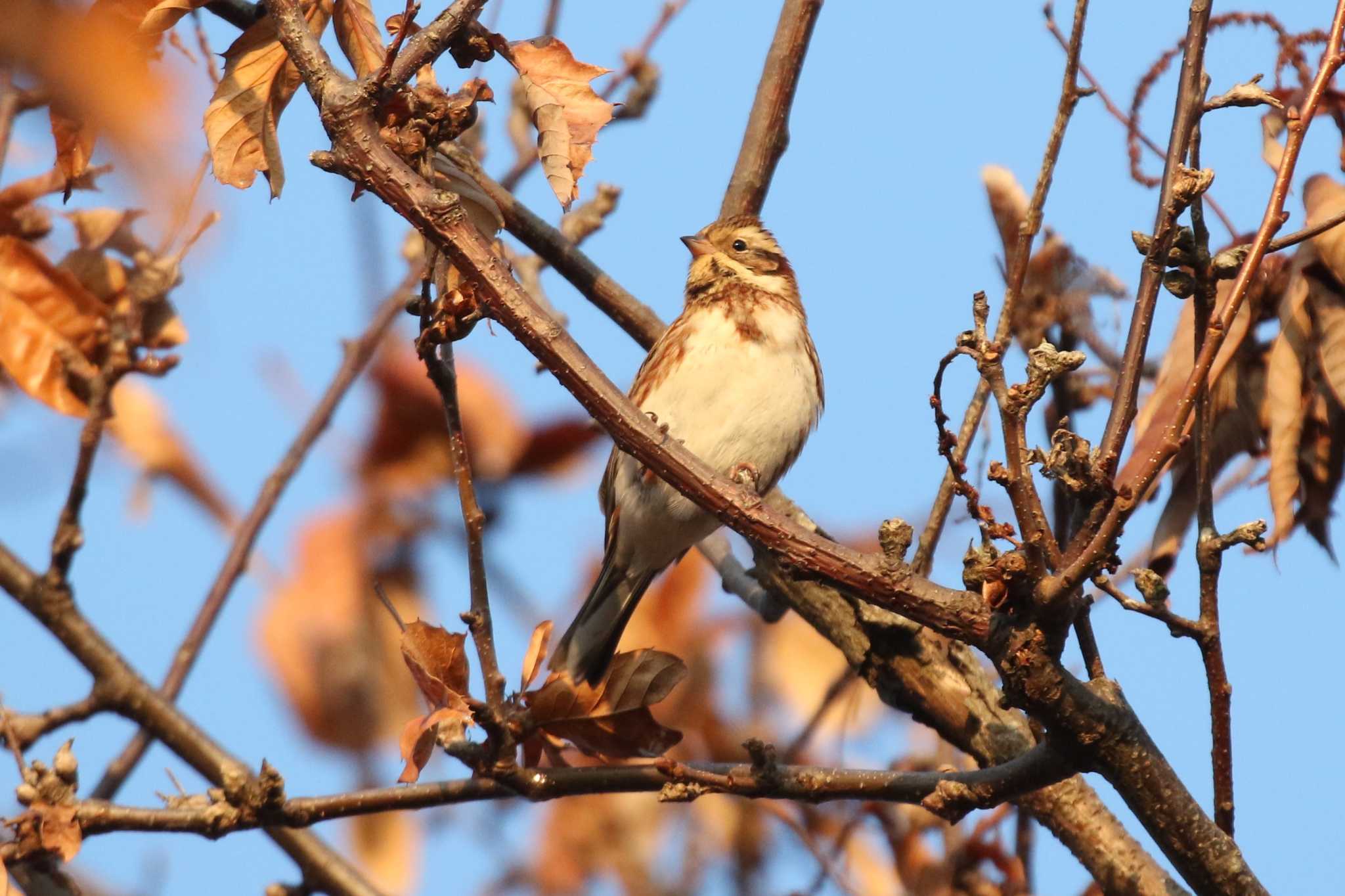 Rustic Bunting