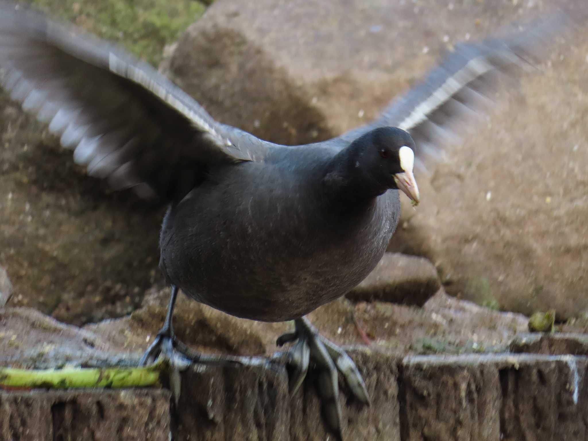 大池親水公園 オオバンの写真