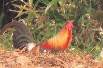 セキショクヤケイ Peacock 6,9, Phayao 2020年12月7日(月)