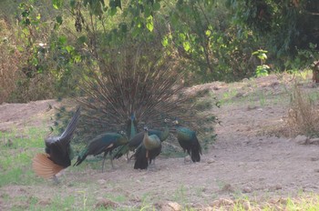 Green Peafowl Peacock 6,9, Phayao Mon, 12/7/2020