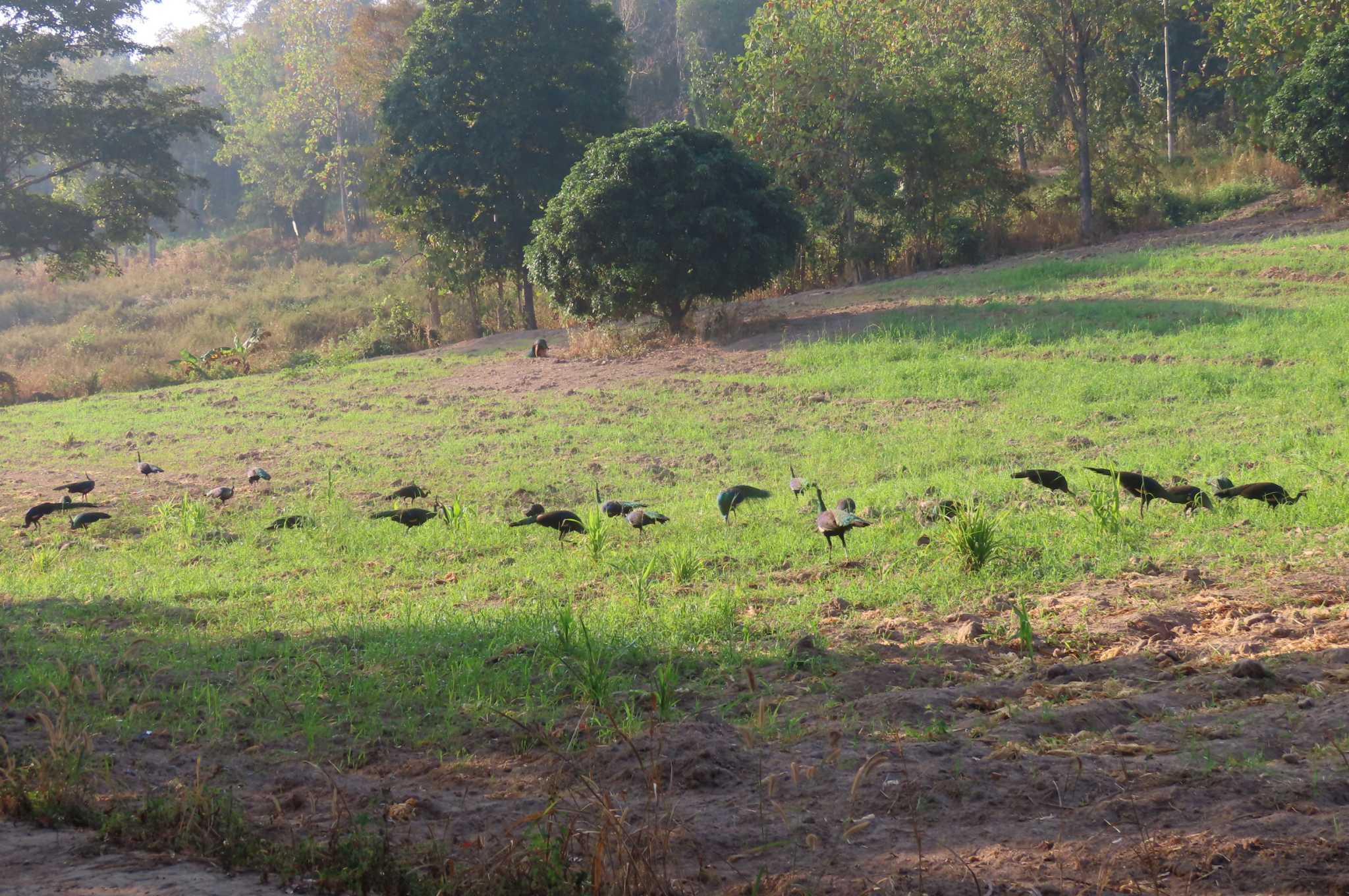 Peacock 6,9, Phayao マクジャクの写真