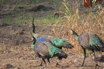 Green Peafowl Peacock 6,9, Phayao Mon, 12/7/2020