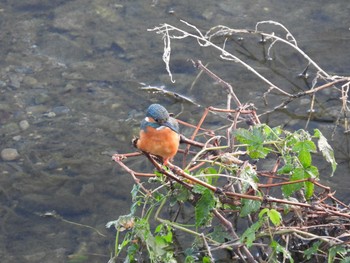 Common Kingfisher 浅川 Fri, 12/11/2020