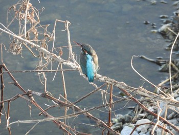 カワセミ 浅川 2020年12月11日(金)