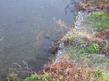 カワセミ 浅川 2020年12月11日(金)