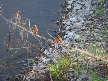 Common Kingfisher 浅川 Fri, 12/11/2020