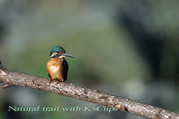 Common Kingfisher 神奈川県 Sun, 9/25/2016