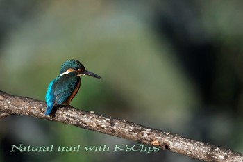 Common Kingfisher 神奈川県 Sun, 9/25/2016