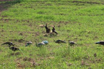 Green Peafowl Peacock 6,9, Phayao Mon, 12/7/2020