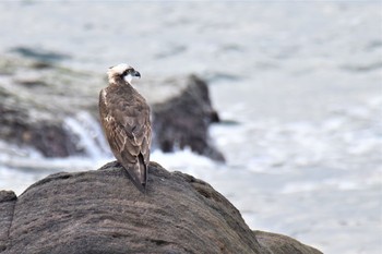 2020年12月11日(金) 伊豆諸島北部の野鳥観察記録