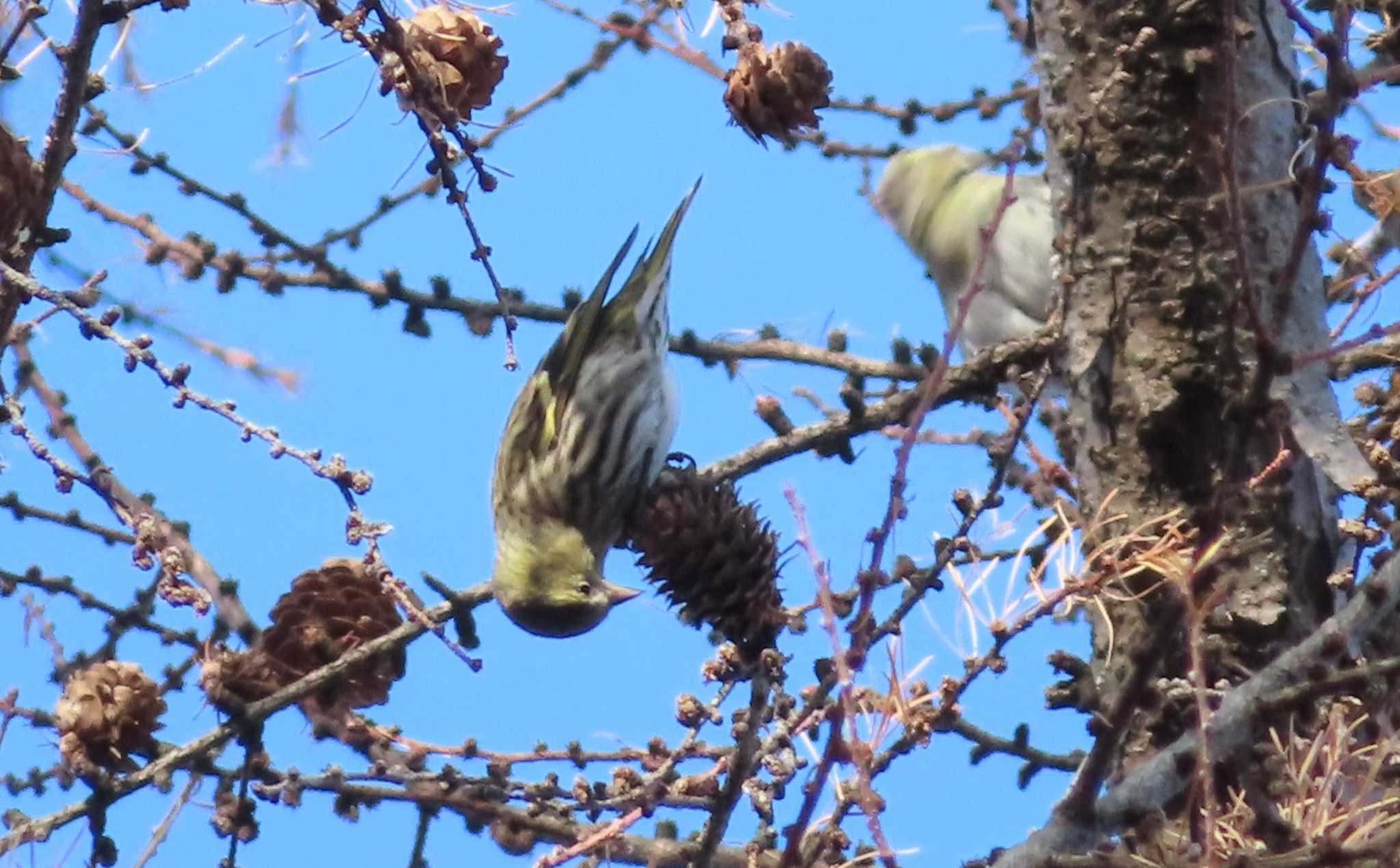 Photo of Eurasian Siskin at Asahiyama Memorial Park by くまちん