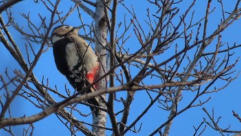 Great Spotted Woodpecker Asahiyama Memorial Park Sat, 12/12/2020