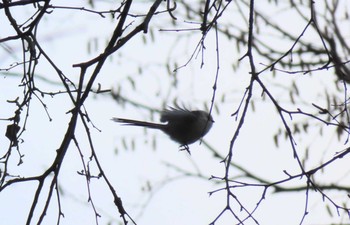 Long-tailed tit(japonicus) Unknown Spots Sat, 12/12/2020