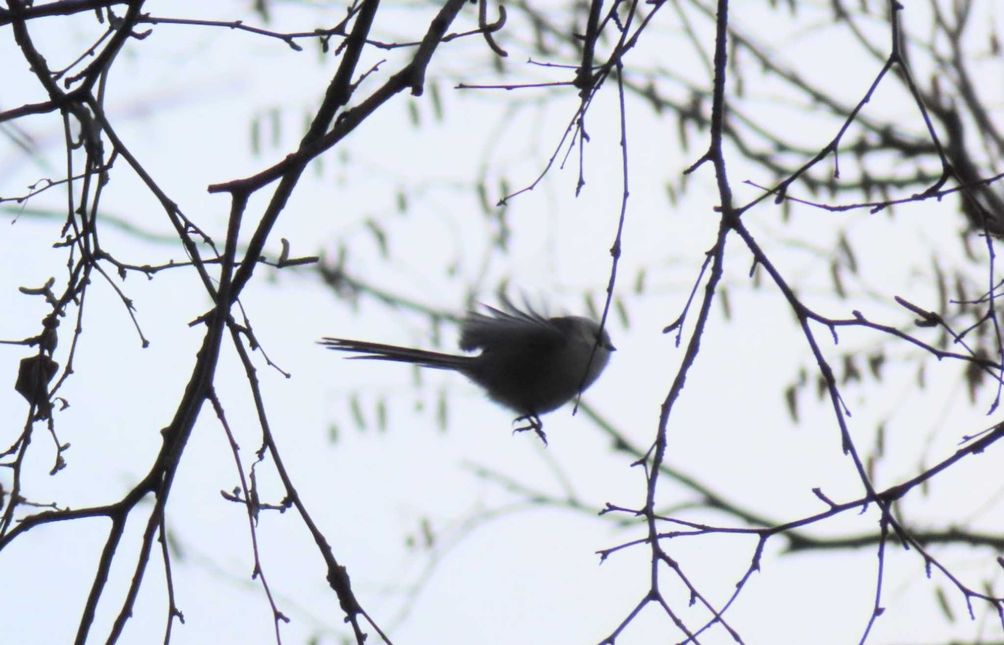 Photo of Long-tailed tit(japonicus) at  by くまちん