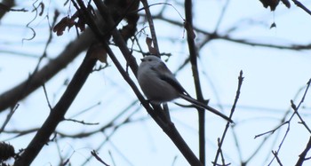 Long-tailed tit(japonicus) Unknown Spots Sat, 12/12/2020