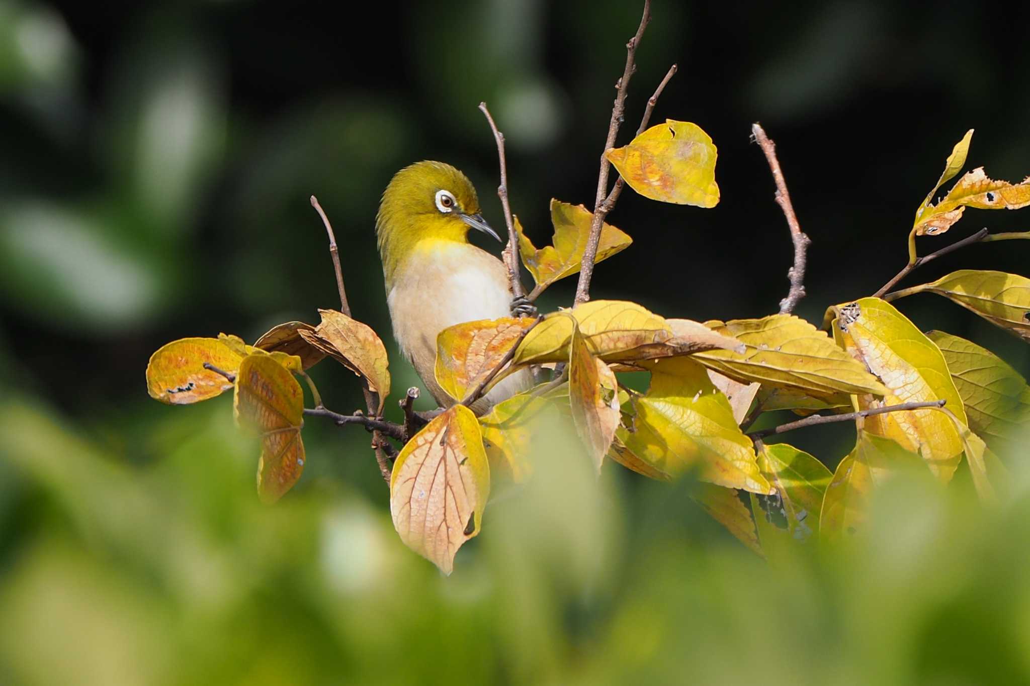 東京港野鳥公園 メジロの写真 by ぴくるす