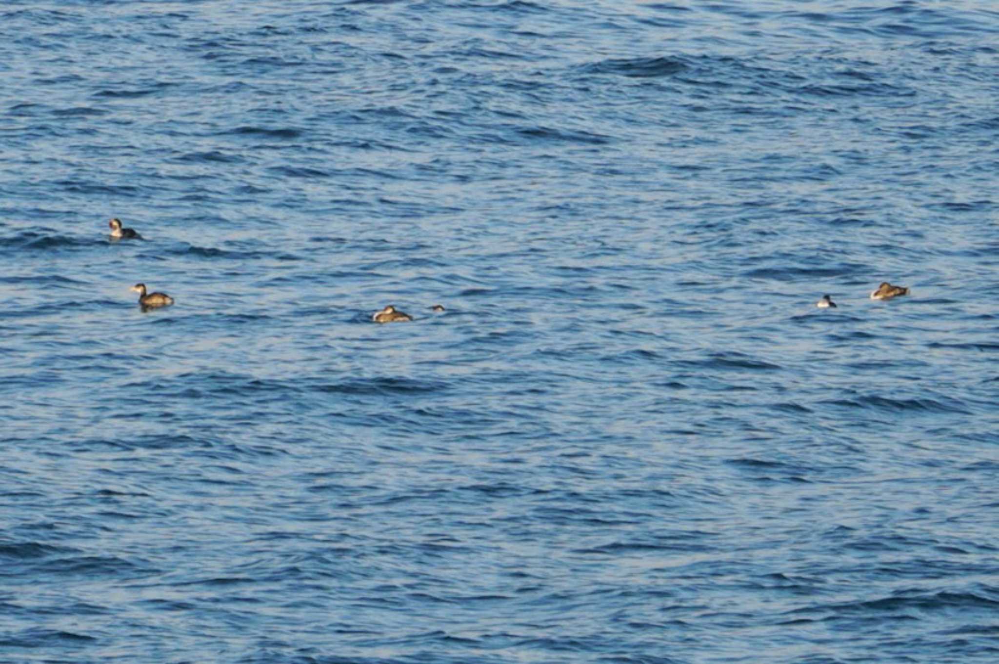 Photo of Red-necked Grebe at 道東 by マル