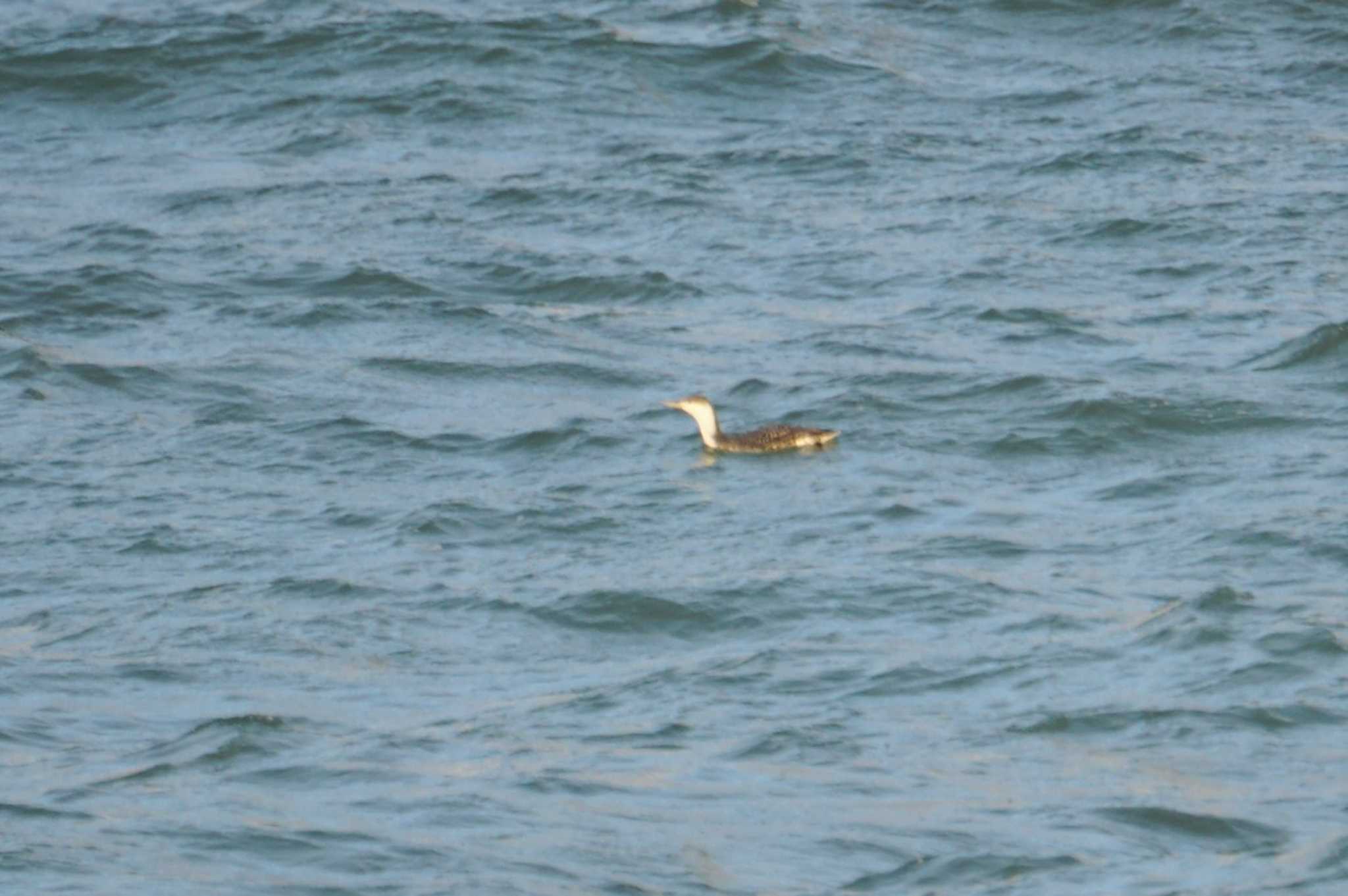 Red-throated Loon